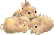 RABBIT